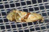 Aethes cnicana/rubigana