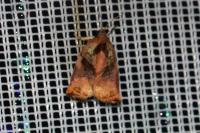 Archips podana