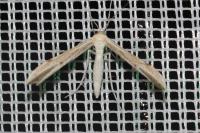 Adaina microdactyla