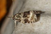 Celypha