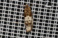 Notocelia rosaecolana