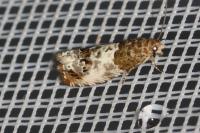 Notocelia rosaecolana