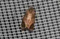 Ptycholoma lecheana