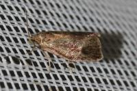Ptycholoma lecheana