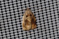 Archips crataegana