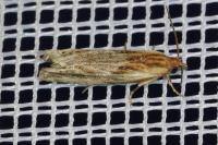 Eucosma gr. cana