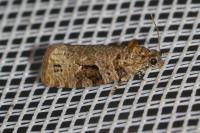 Apotomis semifasciana