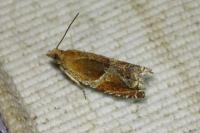 Ancylis obtusana