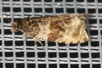 Orthotaenia undulana
