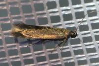 Oxypteryx unicolorella