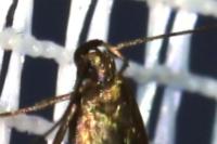 Oxypteryx unicolorella