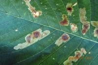 Cameraria ohridella