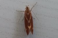 Metalampra italica