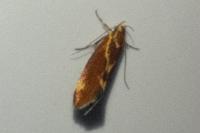 Metalampra italica