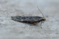 Bryotropha senectella