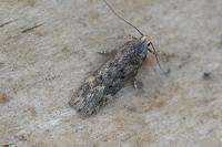 Bryotropha senectella