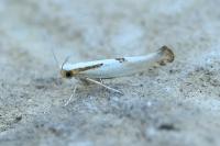 Argyresthia bonnetella