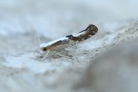 Argyresthia bonnetella