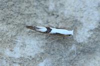 Argyresthia bonnetella