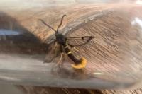 Synanthedon andrenaeformis