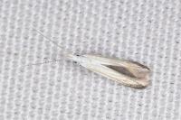 Coleophora ibipennella