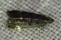 Dichomeris alacella