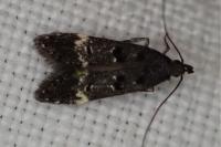 Dichomeris alacella