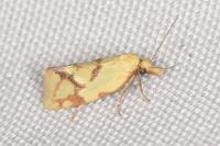 Agapeta hamana