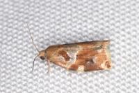 Archips xylosteana