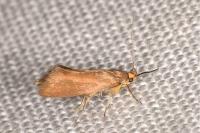 Crassa unitella