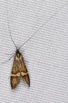 Nemophora degeerella