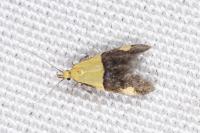 Oecophora bractella