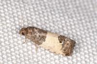Spilonota ocellana