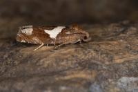Epiblema foenella