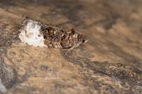 Hedya nubiferana