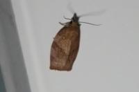 Pandemis heparana