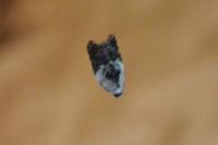 Acleris variegana
