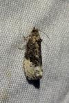 Hedya nubiferana