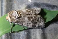Cossus cossus