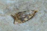 Aleimma loeflingiana