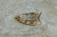 Aleimma loeflingiana