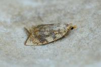Aleimma loeflingiana