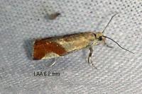 Epinotia cruciana