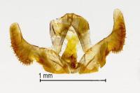 Epinotia cruciana