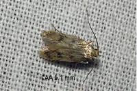 Borkhausenia nefrax