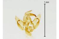 Borkhausenia nefrax