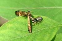 Nemophora degeerella