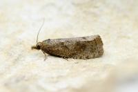 Epiblema grandaevana
