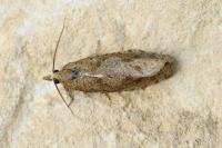 Epiblema grandaevana