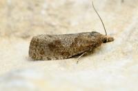 Epiblema grandaevana
